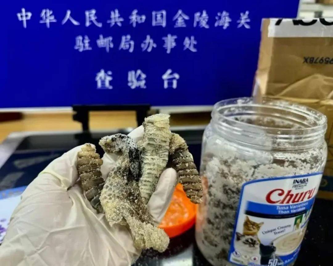 海关查获1.2公斤生腌响尾蛇：预计将销毁处理 网友：生腌什么？