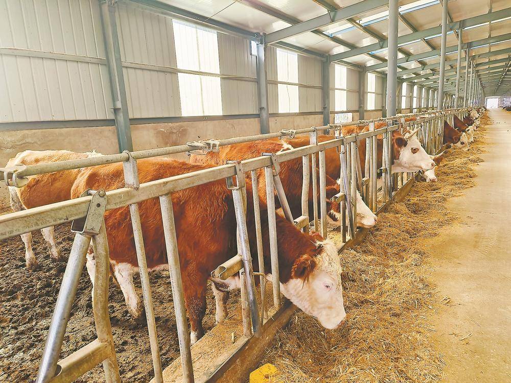 肉牛酸大蹄子红肿怎么治？牛酸中毒蹄子红肿用排酸管用吗？