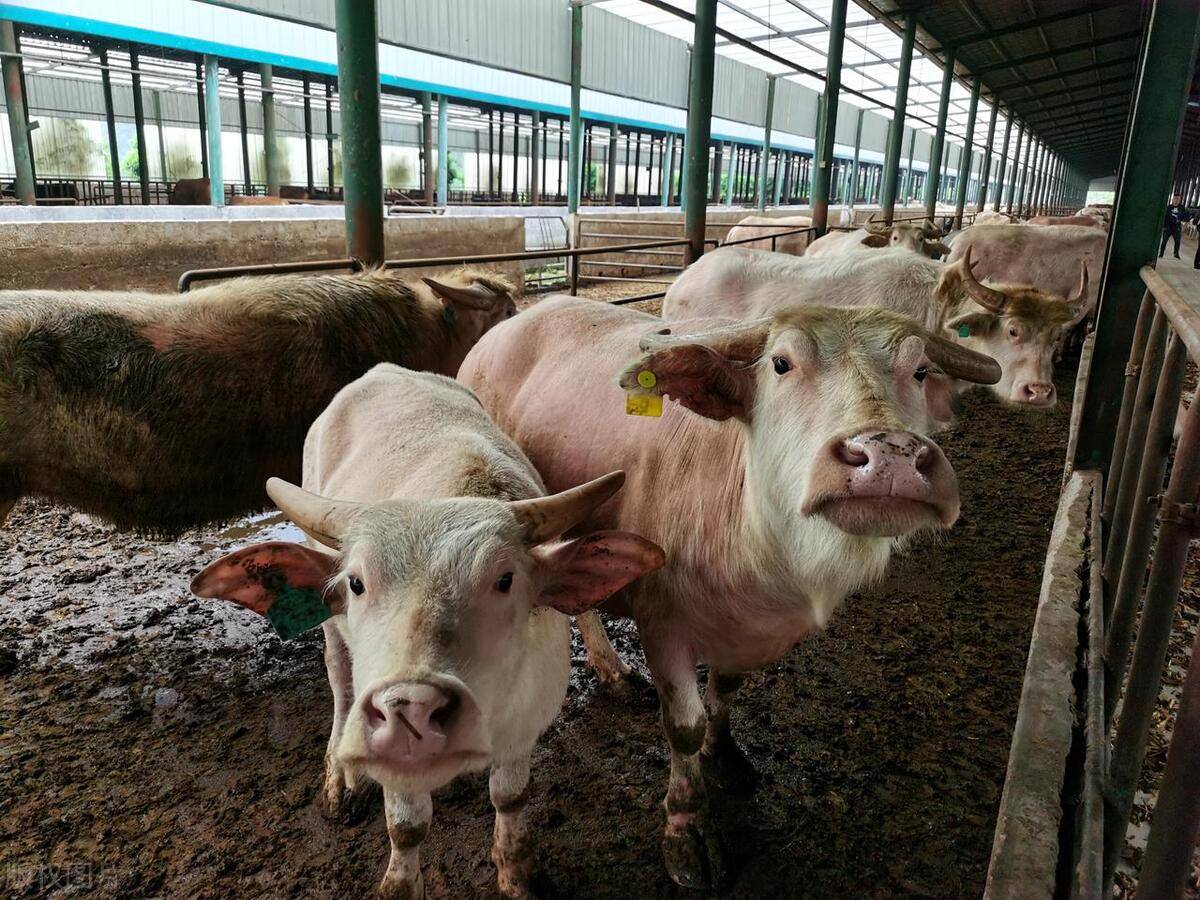 肉牛酸大蹄子红肿怎么治?牛酸中毒蹄子红肿用排酸管用吗?