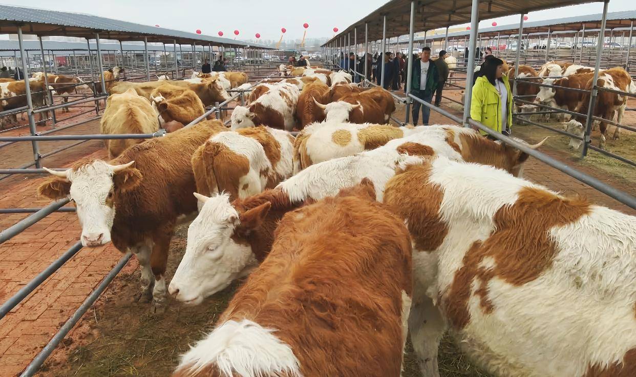 肉牛酸大蹄子红肿怎么治?牛酸中毒蹄子红肿用排酸管用吗?