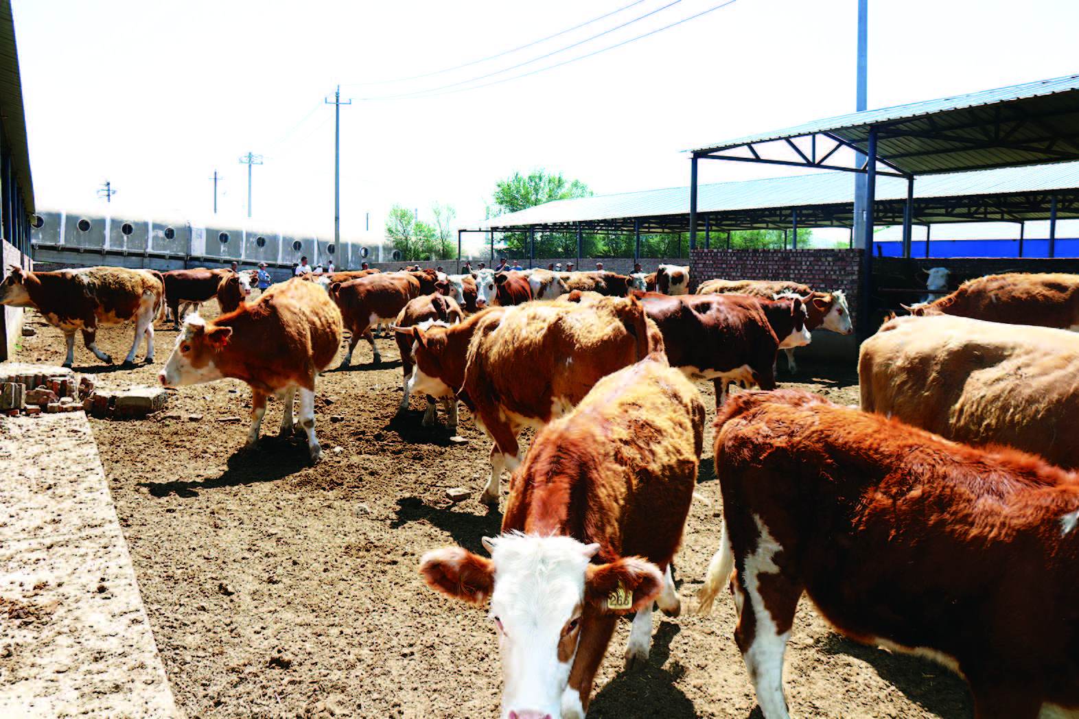 肉牛酸大蹄子红肿怎么治?牛酸中毒蹄子红肿用排酸管用吗?