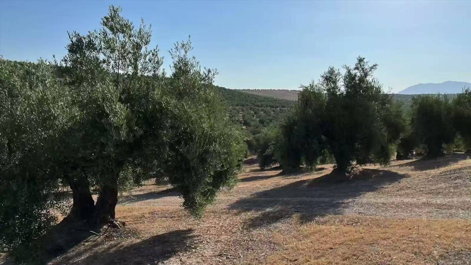 从西班牙果园到中国工厂：宁波橄享橄榄油原油的全链条品质保障