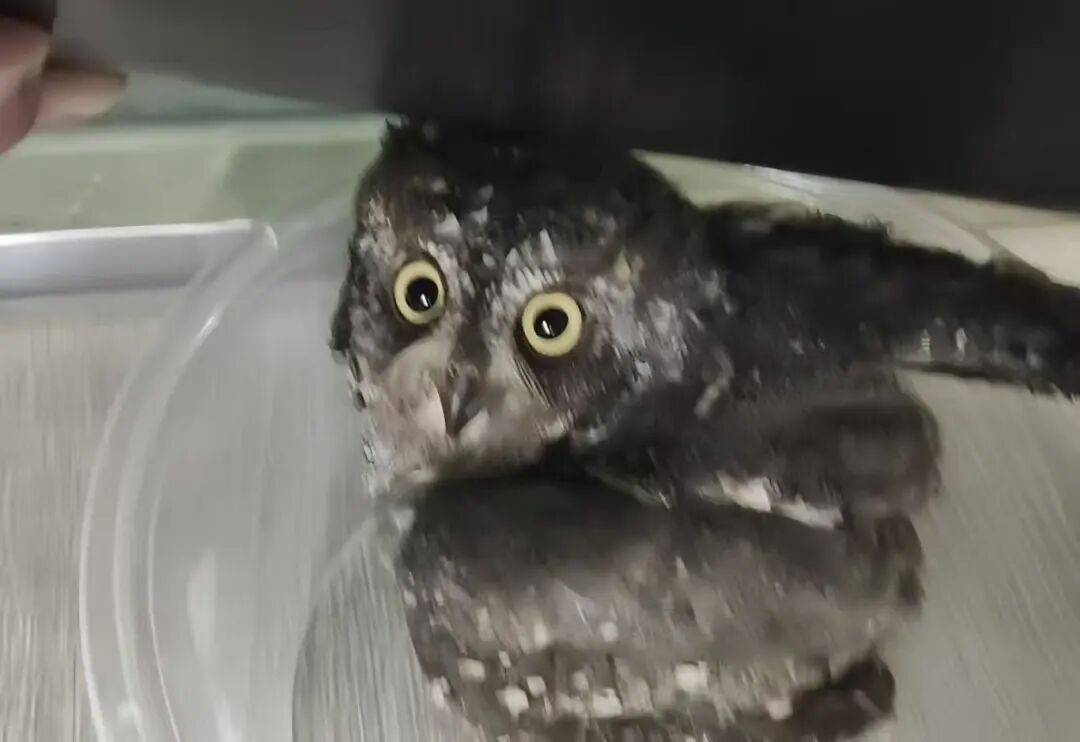 宣威有人捡到“一桶猫头鹰”......