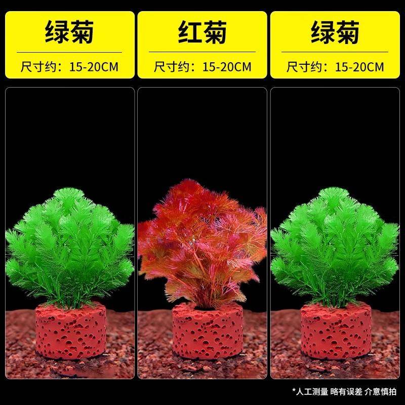 竹节草什么样子