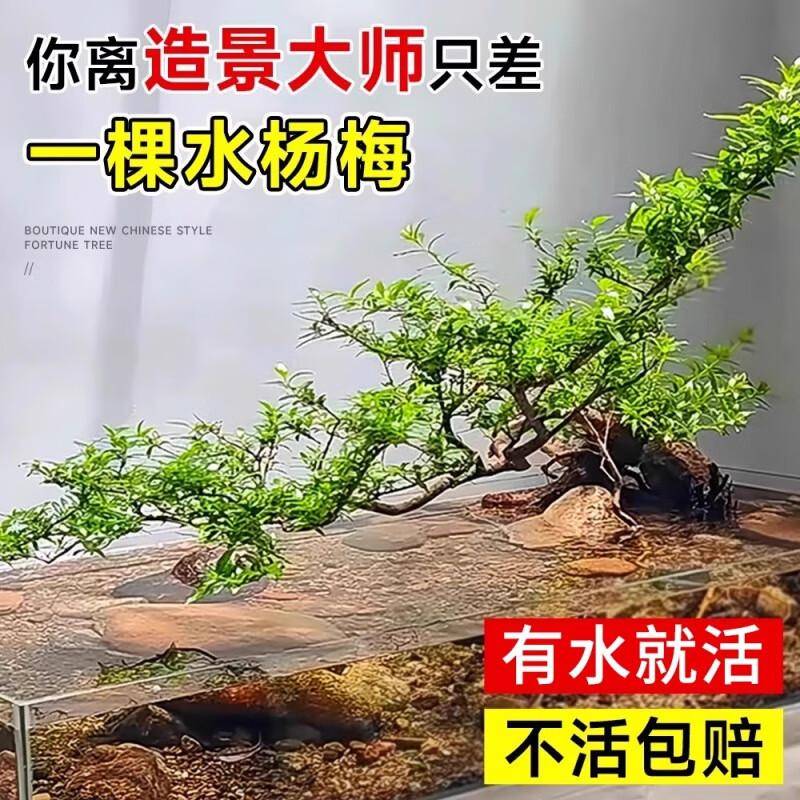 竹节草什么样子