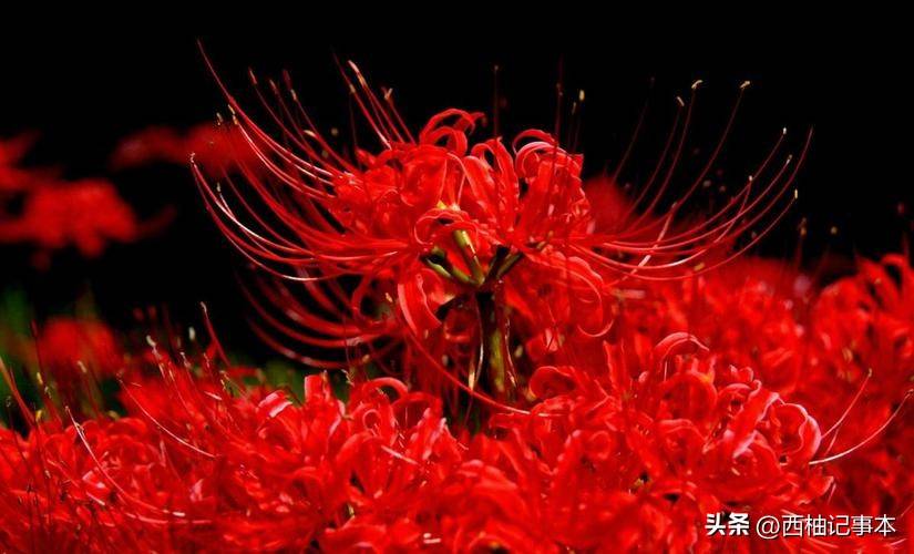 “黄泉路”上有什么？“地府”到底是什么样子？