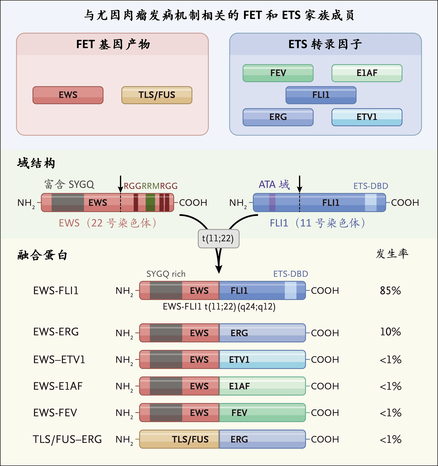 碱基币(碱基a是什么)
