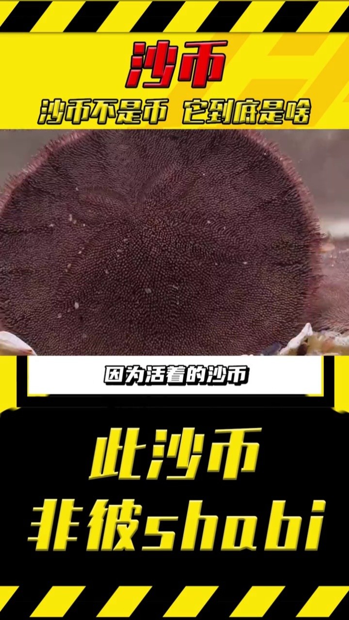 沙币图片(沙币图片一元硬币)