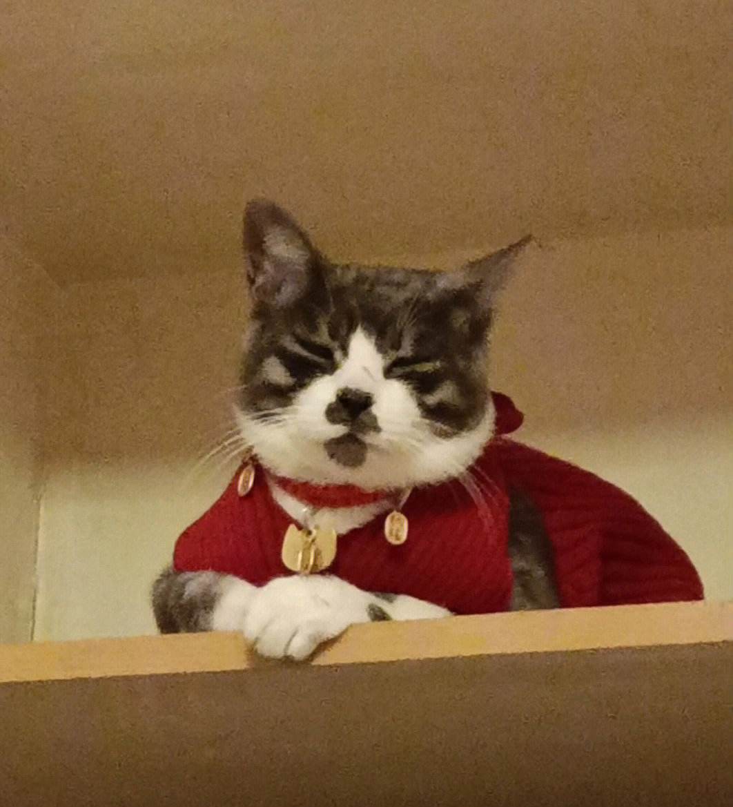 币猫(币猫官网)